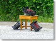 �T�N�����{