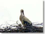 �R�E�m�g��