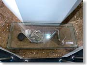 �g���L�A�̕�̈��