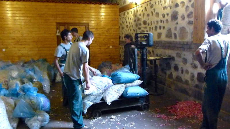 �܋l�߂��ꂽ�o����I�蕪����j����