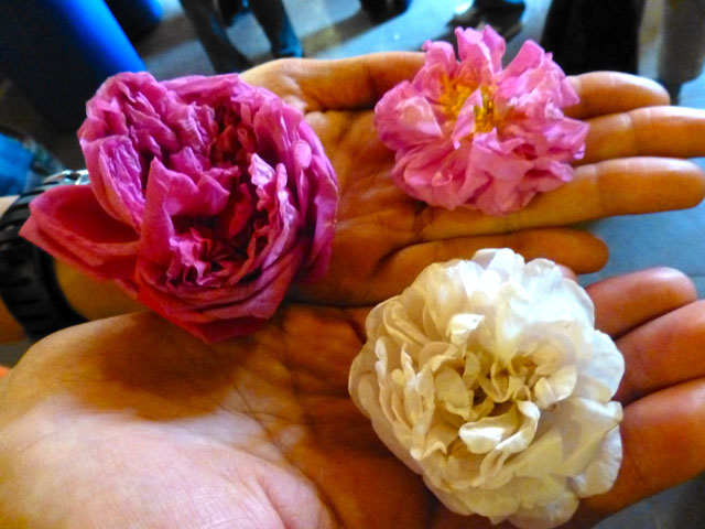 �s���N�̃_�}�X�N���[�Y�Ɣ��̃��[�U�A���o