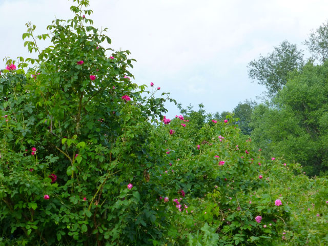 �؁X�̒��̃o��