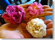 �s���N�̃_�}�X�N���[�Y�Ɣ��̃��[�U�A���o