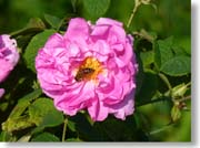 �o���̃A�b�v