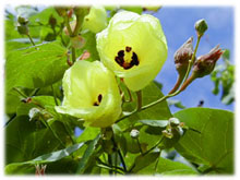 �}�i���̉ԁi���O�s���j(17.8kb)