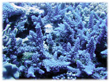 ���C�ȎX��(23.8kb)