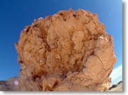 ����ȃL�m�R�������猩�グ���悤�Ɍ������