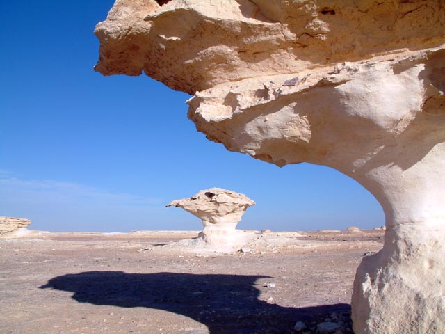 �������̃L�m�R��̉�����B�e