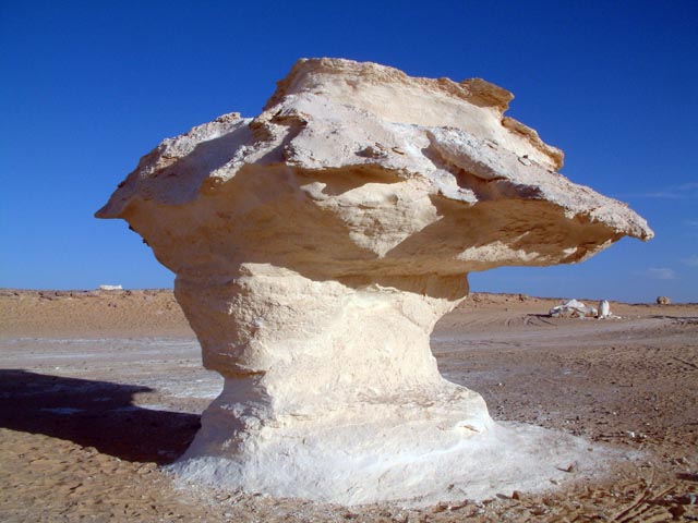 �����Rm���炢�̃L�m�R��