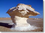 �����Rm���炢�̃L�m�R��