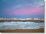 ���̋�܂Ńs���N�F�ɐ��܂��Ă���V�鍻���̗l�q