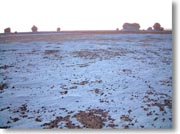 �����̔����ΊD��