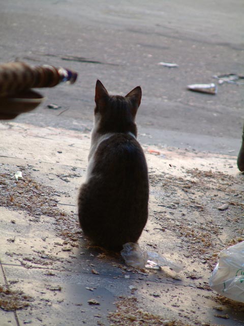 ���D�Y���L�̌��p