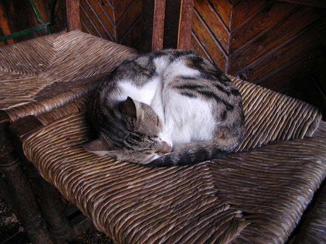 �֎q�̏�ŐQ���ׂ�L