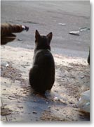 ���D�Y���L�̌��p