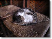 �֎q�̏�ŐQ���ׂ�L