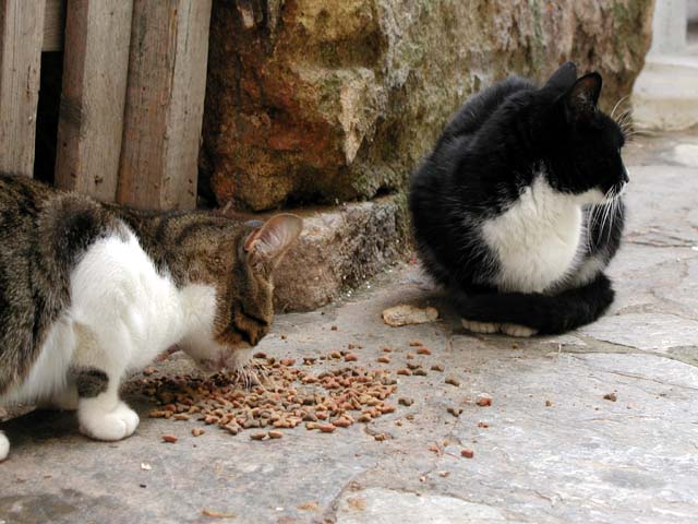 �H�����̔L����