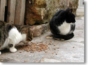 �H�����̔L����