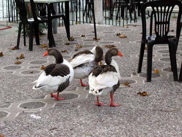 �A�q�����K�`���E