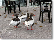 �A�q�����K�`���E