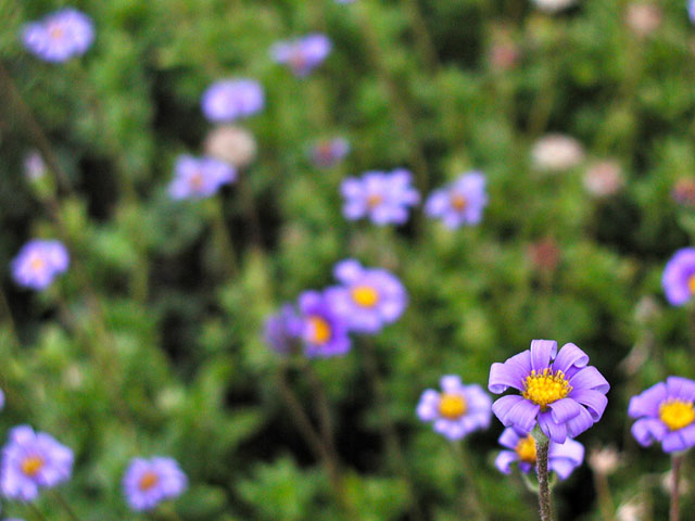 ���̉�����