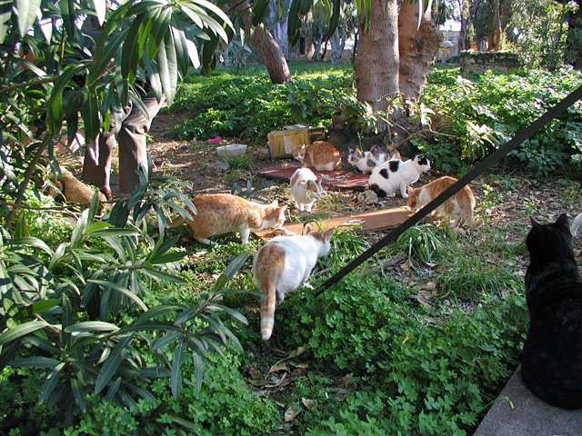 �L�����ς�