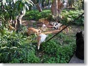 �L�����ς�