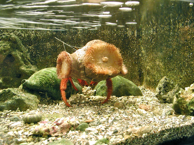 �ςȊk��S�������h�J���H