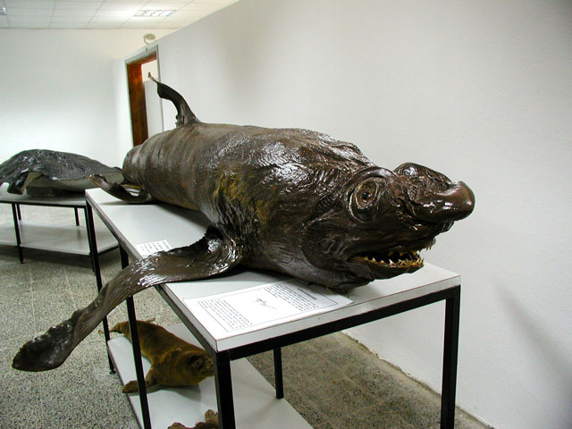 ���낵���炾�I