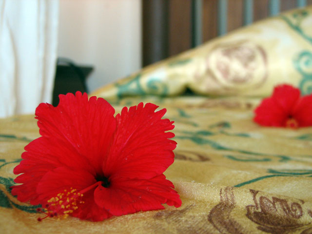 �x�b�g�̏�̃n�C�r�X�J�X