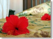 �x�b�g�̏�̃n�C�r�X�J�X