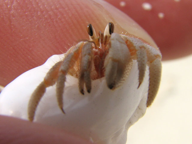 ���h�J��