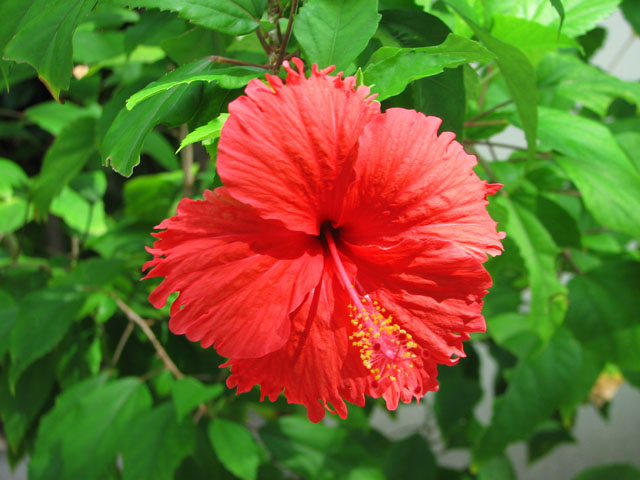 �n�C�r�X�J�X