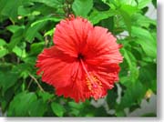 �n�C�r�X�J�X