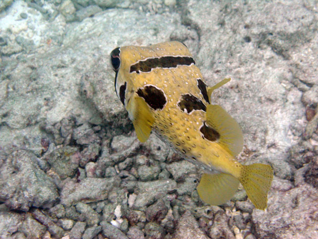 �n���Z���{���H