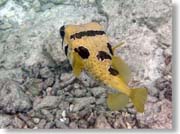 �n���Z���{���H