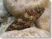 �n�[�̒��ԁH