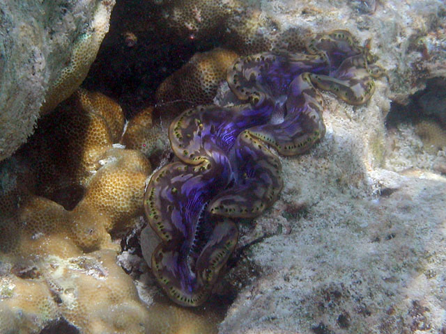 �V���R�K�C�H