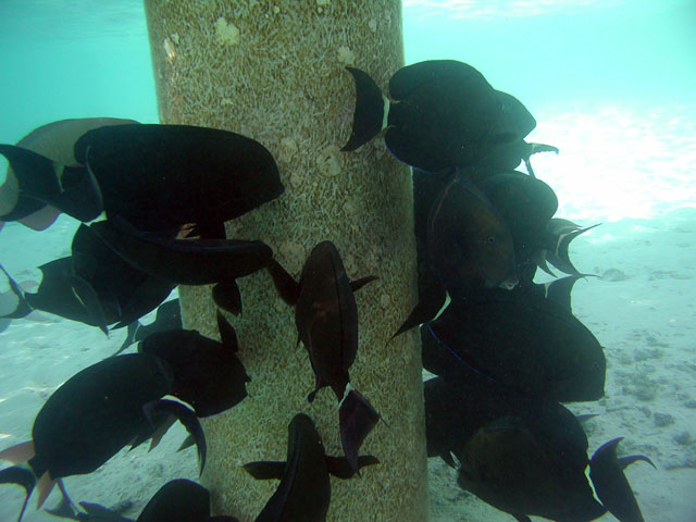 ���ピ�B���̒��ɂ����鍕����