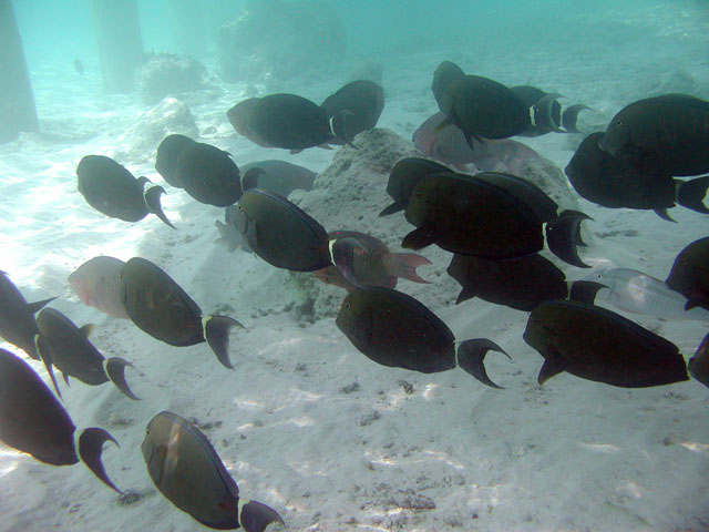 ���ピ�B���̉��̍�����