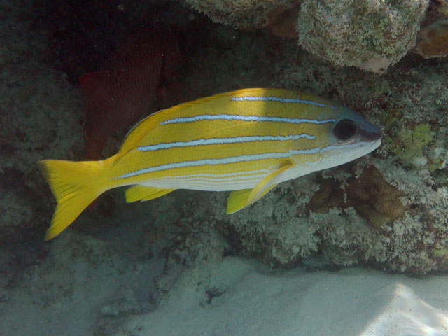 ���X�W�t�G�_�C�H