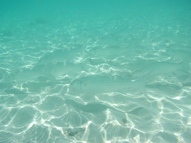 �����ȋ�