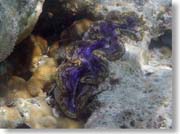 �V���R�K�C�H