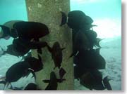 ���ピ�B���̒��ɂ����鍕����