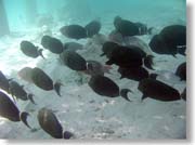 ���ピ�B���̉��̍�����