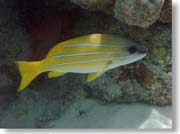 ���X�W�t�G�_�C�H