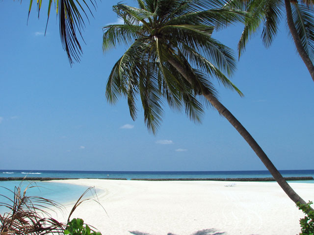 �΂߂ɐL�т郄�V�̖�