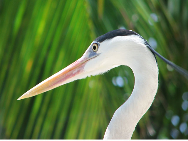 �A�I�T�M�̃A�b�v