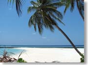 �΂߂ɐL�т郄�V�̖�