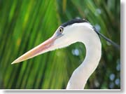 �A�I�T�M�̃A�b�v